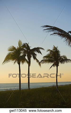 Stock Photography - Palm trees on the beach, Miami, Florida, USA. Fotosearch