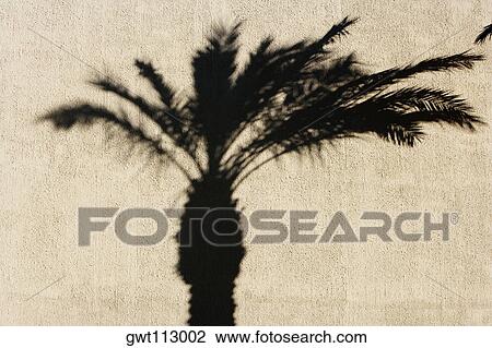 Shadow of a palm tree on a wall View Large Photo Image Stock Image - Shadow of a palm tree on a wall. Fotosearch