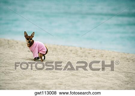 Side profile of a dog defecating on the beach View Large Photo Image Stock Photo - Side profile of a dog defecating on the beach. Fotosearch