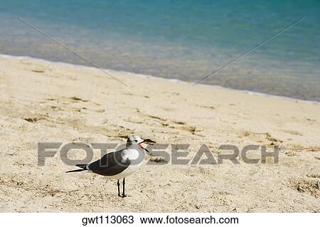 Side profile of a seagull on the beach View Large Photo Image Stock Image - Side profile of a seagull on the beach. Fotosearch