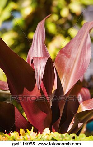 Close-up of a plant View Large Photo Image Stock Photography - Close-up of a plant. Fotosearch