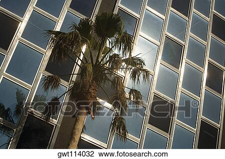 Low angle view of a palm tree in front of a building View Large Photo Image Stock Image - Low angle view of a palm tree in front of a building. Fotosearch