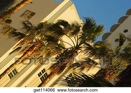 Stock Photograph - Low angle view of palm trees in front of a building, Miami, Florida, USA. Fotosearch