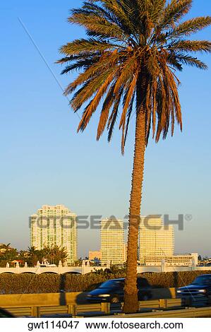 Palm tree on the roadside, Miami, Florida, USA View Large Photo Image Stock Photo - Palm tree on the roadside, Miami, Florida, USA. Fotosearch