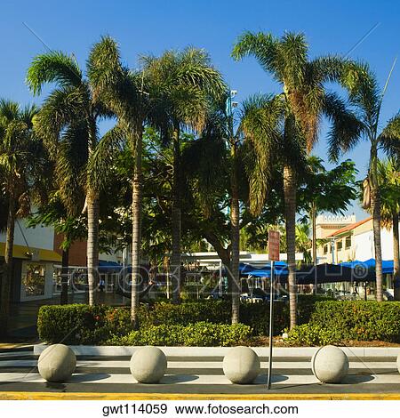 Palm trees in a tourist resort, Miami, Florida, USA View Large Photo Image Stock Photo - Palm trees in a tourist resort, Miami, Florida, USA. Fotosearch
