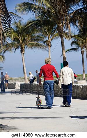 Rear view of two men walking with a dog on the beach, Miami Beach, Florida, USA View Large Photo Image Stock Image - Rear view of two men walking with a dog on the beach, Miami Beach, Florida, USA. Fotosearch