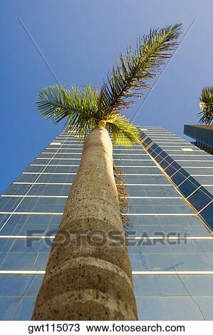 Low angle view of a palm tree in front of a skyscraper, Miami, Florida, USA View Large Photo Image Stock Image - Low angle view of a palm tree in front of a skyscraper, Miami, Florida, USA. Fotosearch