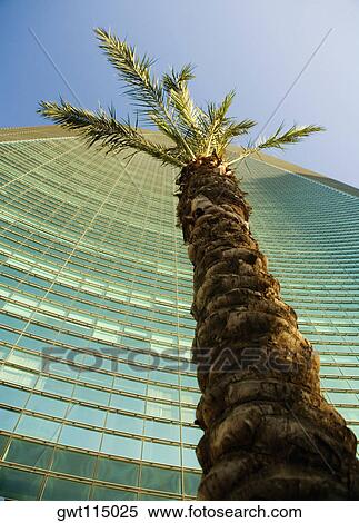 Low angle view of a palm tree in front of a skyscraper, Miami, Florida, USA View Large Photo Image Stock Photography - Low angle view of a palm tree in front of a skyscraper, Miami, Florida, USA. Fotosearch