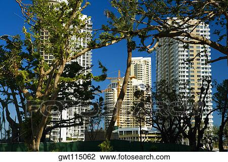 Stock Image - Low angle view of buildings behind trees, Miami, Florida, USA. Fotosearch