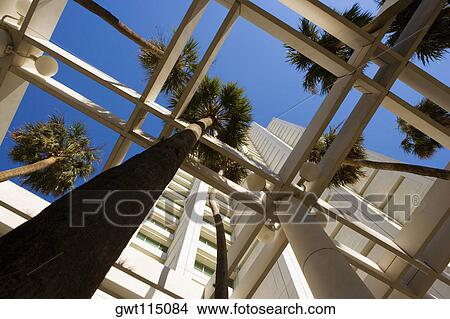 Low angle view of palm trees in front a building, Miami, Florida, USA View Large Photo Image Picture - Low angle view of palm trees in front a building, Miami, Florida, USA. Fotosearch