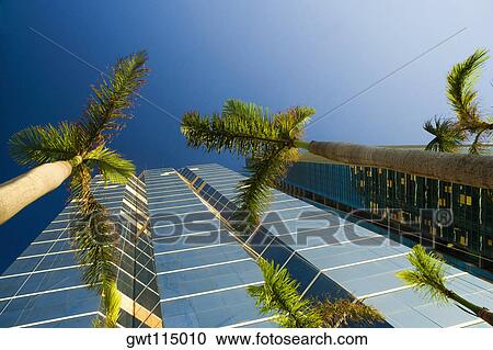 Low angle view of palm trees in front of skyscrapers, Miami, Florida, USA View Large Photo Image Stock Image - Low angle view of palm trees in front of skyscrapers, Miami, Florida, USA. Fotosearch