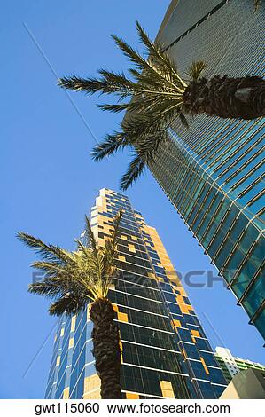 Low angle view of palm trees in front of skyscrapers, Miami, Florida, USA View Large Photo Image Stock Image - Low angle view of palm trees in front of skyscrapers, Miami, Florida, USA. Fotosearch
