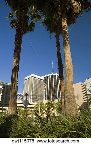 Low angle view of trees in front of buildings in a city, Miami, Florida, USA View Large Photo Image Stock Photo - Low angle view of trees in front of buildings in a city, Miami, Florida, USA. Fotosearch
