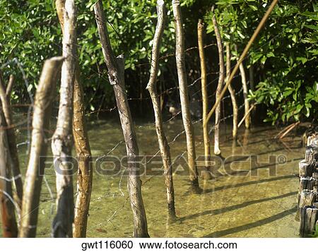 Close-up of a barbed wire fence in a pond View Large Photo Image Stock Image - Close-up of a barbed wire fence in a pond. Fotosearch