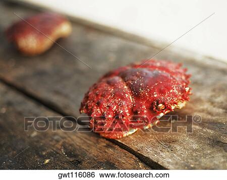 Stock Photograph - Close-up of a crab. Fotosearch