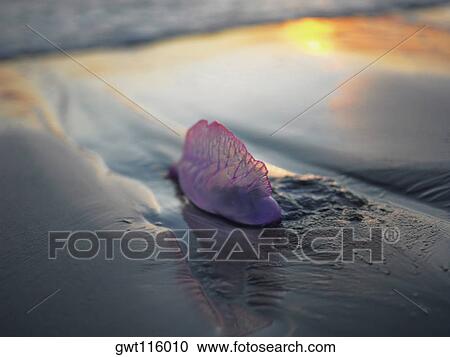 Stock Image - Close-up of a dead fish on the beach. Fotosearch