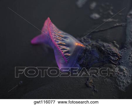 Close-up of a dead fish on the beach View Large Photo Image Stock Photo - Close-up of a dead fish on the beach. Fotosearch