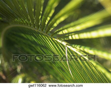 Close-up of a palm leaf View Large Photo Image Stock Image - Close-up of a palm leaf. Fotosearch