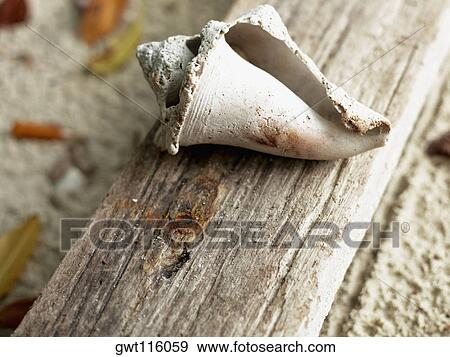 Close-up of a shell on a wooden surface View Large Photo Image Stock Photo - Close-up of a shell on a wooden surface. Fotosearch