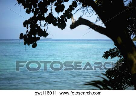 Close-up of a tree near the sea View Large Photo Image Stock Image - Close-up of a tree near the sea. Fotosearch
