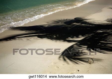 High angle view of the shadow of a palm tree on the beach View Large Photo Image Picture - High angle view of the shadow of a palm tree on the beach. Fotosearch