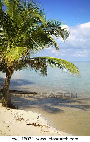 Palm tree on the beach View Large Photo Image Stock Image - Palm tree on the beach. Fotosearch