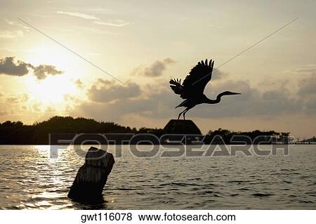 Silhouette of a bird flying View Large Photo Image Stock Photo - Silhouette of a bird flying. Fotosearch