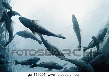 Stock Photography - Front view of an aquarium, Atlantis Resort, Paradise Island, Nassau, Bahamas. Fotosearch