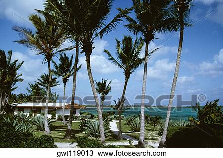 Stock Image - Front view of palm trees beside the ocean, Eleuthera, Bahamas. Fotosearch