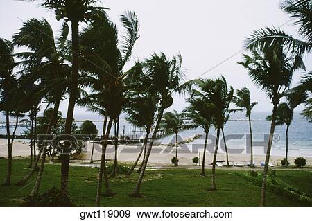 Stock Photo - Front view of palm trees swaying in the storm, Abaco, Bahamas. Fotosearch