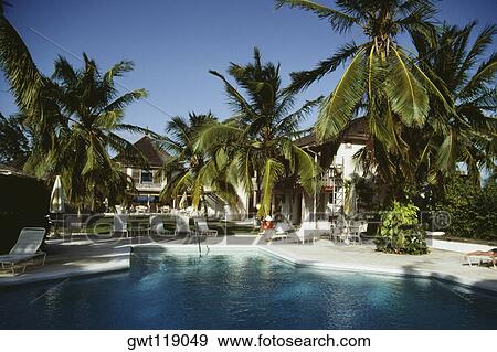 Palm trees beside a clear swimming pool on a sunny day, Eleuthera, Bahamas View Large Photo Image Stock Photo - Palm trees beside a clear swimming pool on a sunny day, Eleuthera, Bahamas. Fotosearch