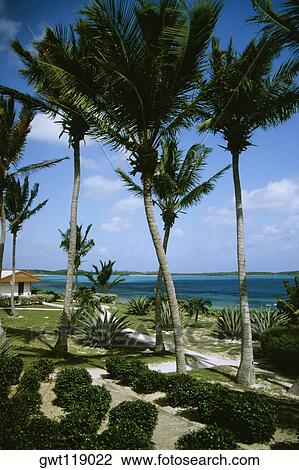 Palm trees beside the ocean, Eleuthera, Bahamas View Large Photo Image Stock Image - Palm trees beside the ocean, Eleuthera, Bahamas. Fotosearch