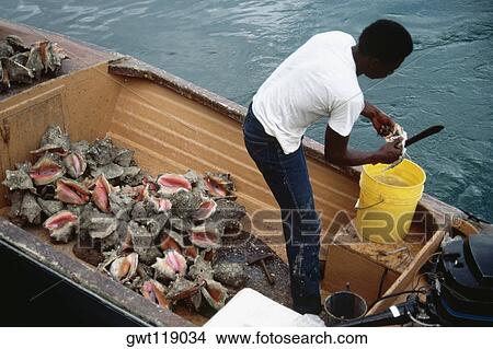 Side view of a fisherman cutting his catch at Nassau harbor, Nassau, Bahamas View Large Photo Image Picture - Side view of a fisherman cutting his catch at Nassau harbor, Nassau, Bahamas. Fotosearch