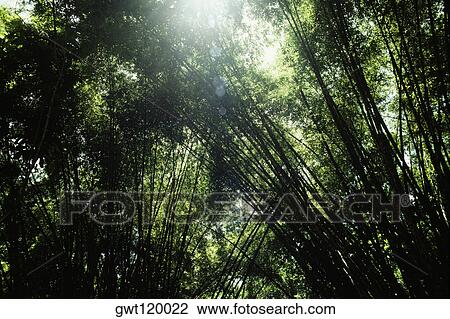 A canopy of dense trees with long stems, Welchman's Hall, Gully Gardens, Barbados View Large Photo Image Stock Image - A canopy of dense trees with long stems, Welchman's Hall, Gully Gardens, Barbados. Fotosearch