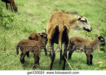 Picture - A female Black Belly sheep feeding her younger ones, Barbados. Fotosearch