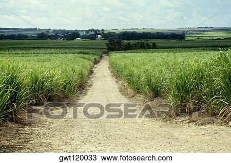 A path amidst the sugarcane fields of Barbados, Caribbean View Large Photo Image Stock Image - A path amidst the sugarcane fields of Barbados, Caribbean. Fotosearch