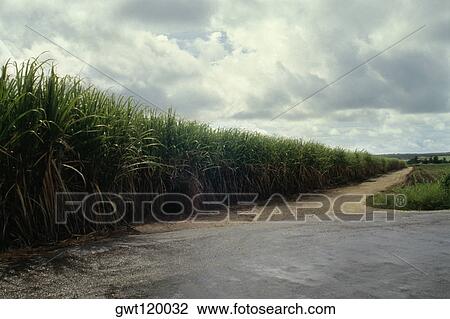 A river is seen flowing near the sugarcane fields of Barbados, Caribbean View Large Photo Image Stock Image - A river is seen flowing near the sugarcane fields of Barbados, Caribbean. Fotosearch
