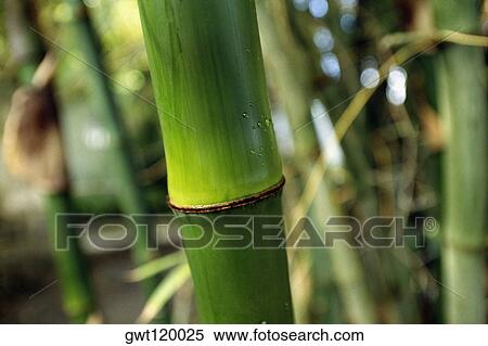 Close up of a bamboo stem, Barbados, Caribbean View Large Photo Image Stock Photography - Close up of a bamboo stem, Barbados, Caribbean. Fotosearch