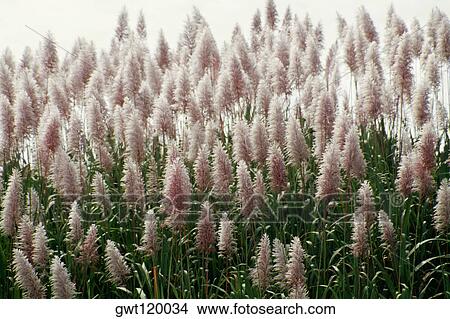 Close up of sugarcane flowers on the island of Barbados, Caribbean View Large Photo Image Picture - Close up of sugarcane flowers on the island of Barbados, Caribbean. Fotosearch