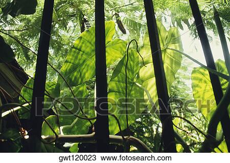 Low angle view of a dense tropical flora through spiked fencing, Barbados View Large Photo Image Stock Image - Low angle view of a dense tropical flora through spiked fencing, Barbados. Fotosearch