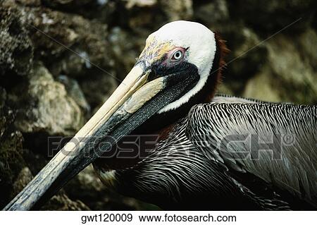 Stock Photo - Side view of a bird with an elongated beak, Barbados. Fotosearch