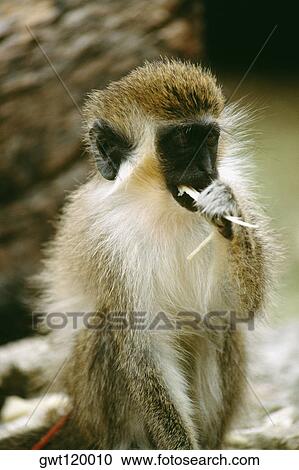 Stock Image - Side view of a monkey eating a shoot, Barbados. Fotosearch