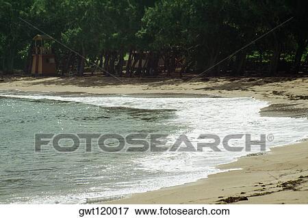 Stock Photo - The shoreline of a calm beach with a dense vegetation and a gentle surf, Barbados. Fotosearch