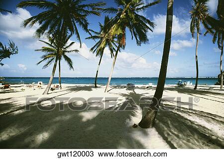 View of a beach with white sands and palm trees, Barbados View Large Photo Image Stock Image - View of a beach with white sands and palm trees, Barbados. Fotosearch