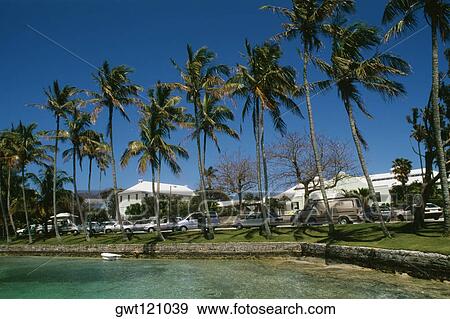 Cars parked near the palm trees at a beach, Bermuda View Large Photo Image Stock Photo - Cars parked near the palm trees at a beach, Bermuda. Fotosearch