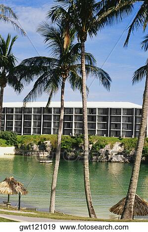 Front view of palm trees at Somesta hotel, Bermuda View Large Photo Image Stock Photo - Front view of palm trees at Somesta hotel, Bermuda. Fotosearch