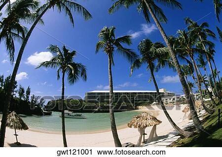 Low angle view of palm trees on a beach, Somesta hotel, Bermuda View Large Photo Image Stock Image - Low angle view of palm trees on a beach, Somesta hotel, Bermuda. Fotosearch