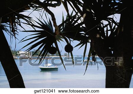 Silhouette of a Mangrove, Mangrove bay, Bermuda View Large Photo Image Stock Image - Silhouette of a Mangrove, Mangrove bay, Bermuda. Fotosearch