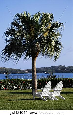 Two armchairs placed near a tree, Grotto bay, Bermuda View Large Photo Image Picture - Two armchairs placed near a tree, Grotto bay, Bermuda. Fotosearch
