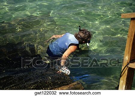High angle view of a boy wearing a scuba immersed in water, Coral World, Nassau, Bahamas View Large Photo Image Stock Image - High angle view of a boy wearing a scuba immersed in water, Coral World, Nassau, Bahamas. Fotosearch